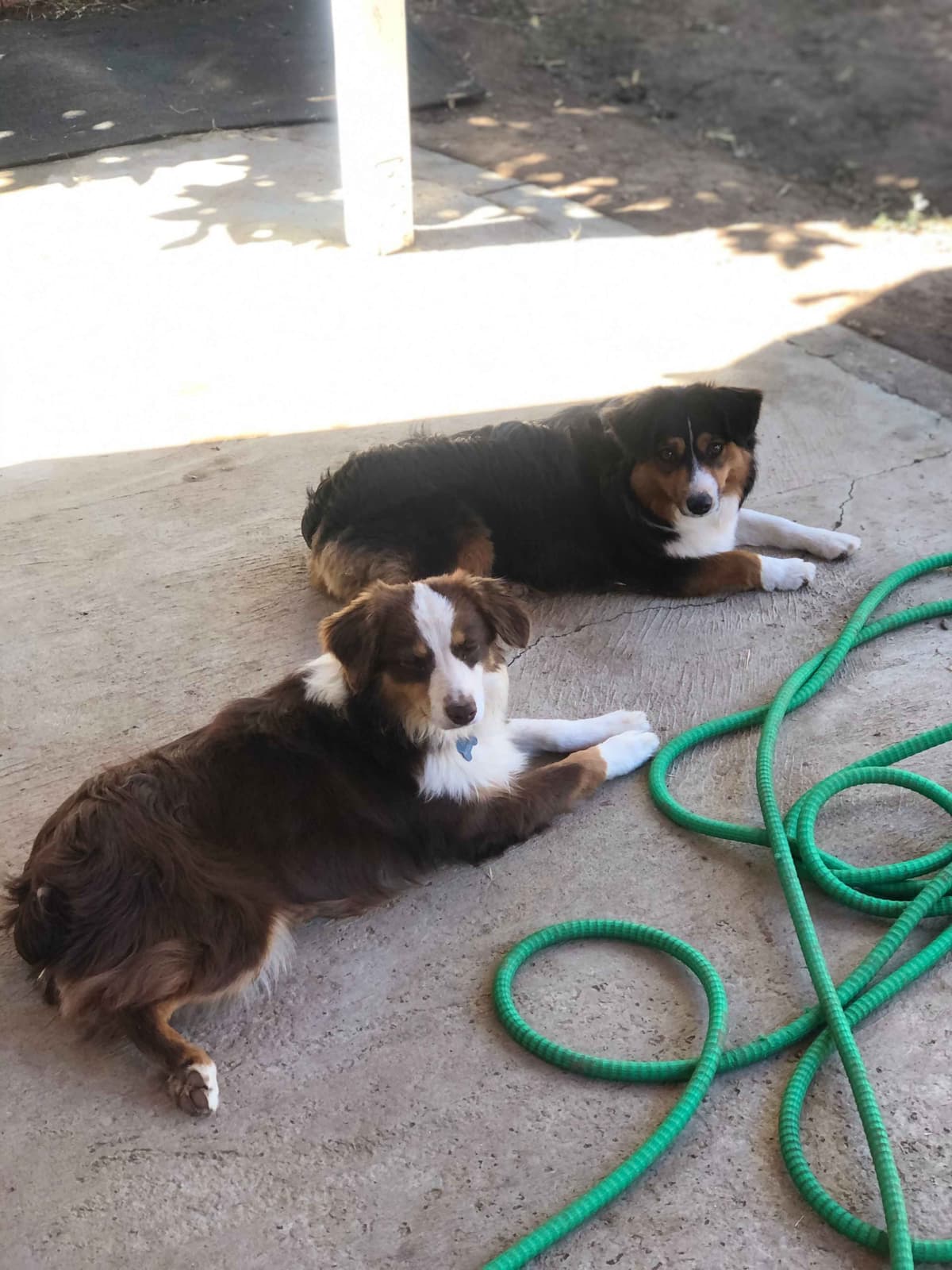 Miniature American Shepherd Puppies breeder image 2