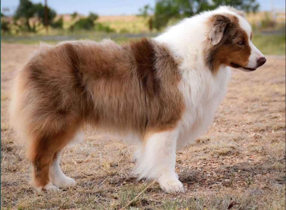 Miniature American Shepherd Puppies breeder image 1