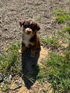 Miniature American Shepherd Puppies media 3
