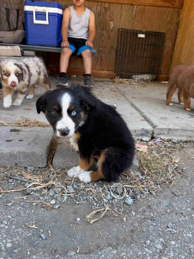 Miniature American Shepherd Puppies media 2