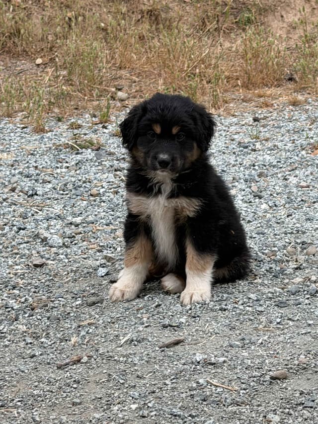 Miniature American Shepherd Puppies media 3