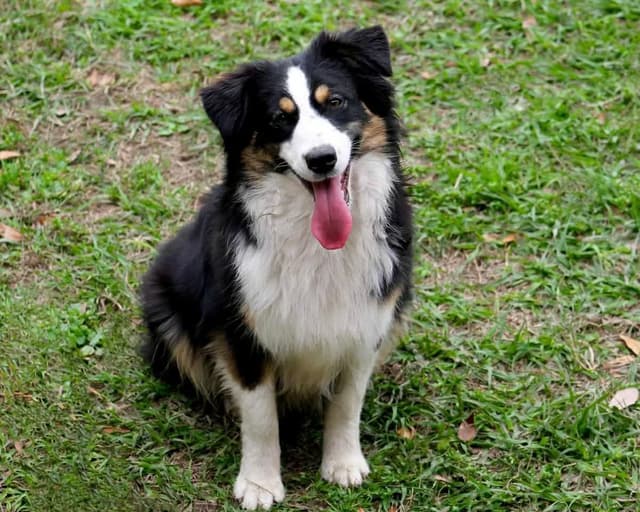 Miniature American Shepherd Puppies media 4