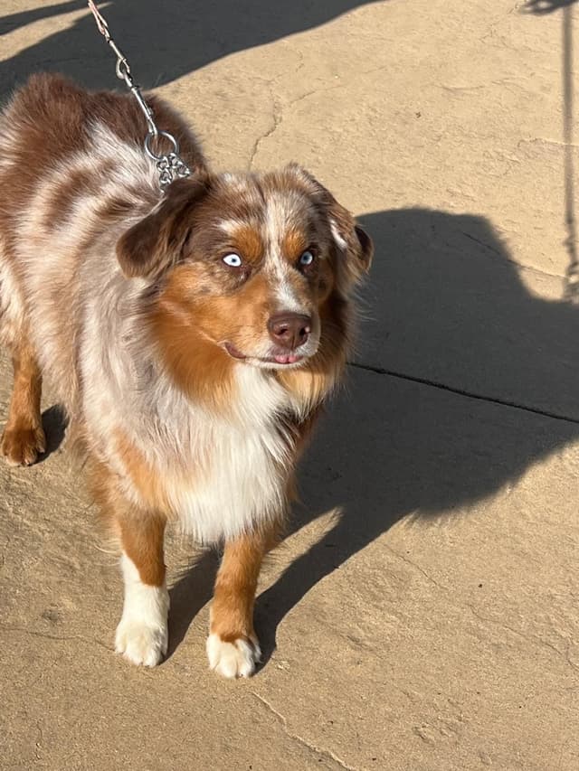 Miniature American Shepherd Puppies media 5