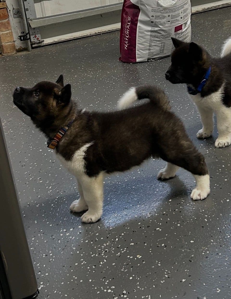 Akita Puppies breeder image 1