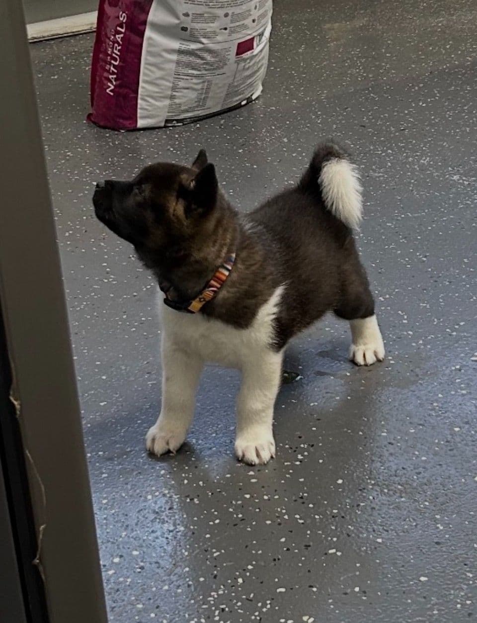 Akita Puppies breeder image 2