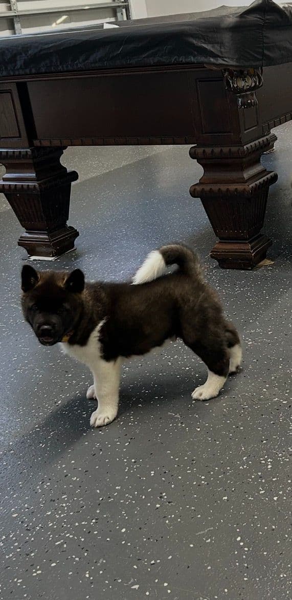 Akita Puppies breeder image 4