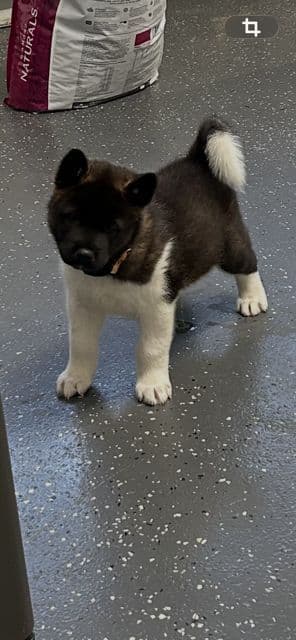 Akita Puppies breeder image 5