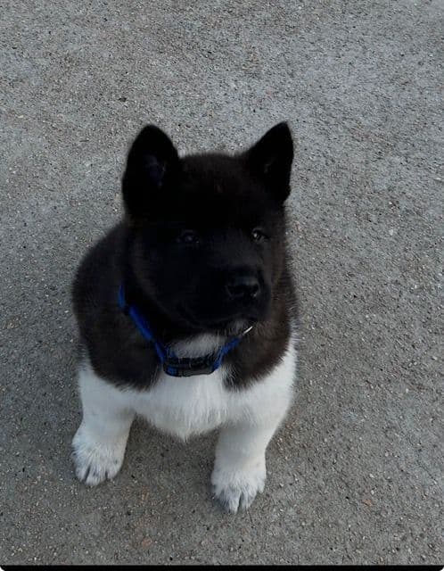 Akita Puppies breeder image 6