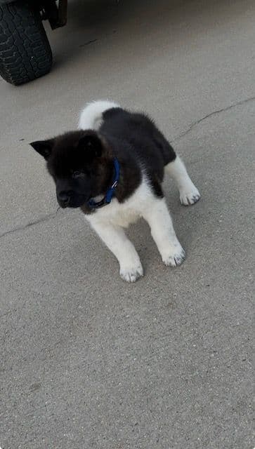 Akita Puppies breeder image 7