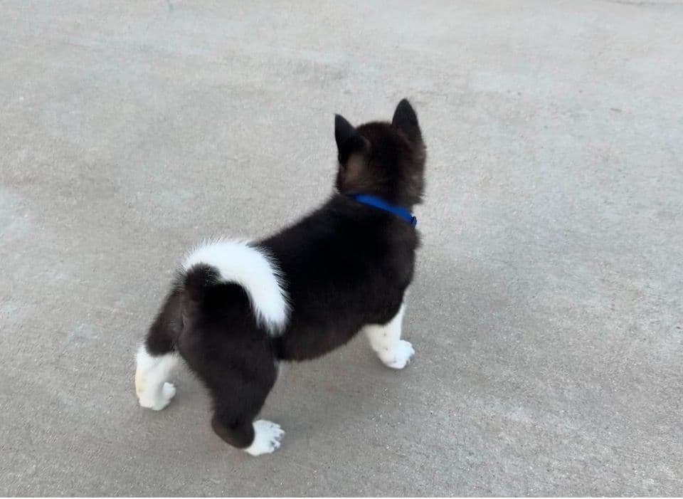 Akita Puppies breeder image 8