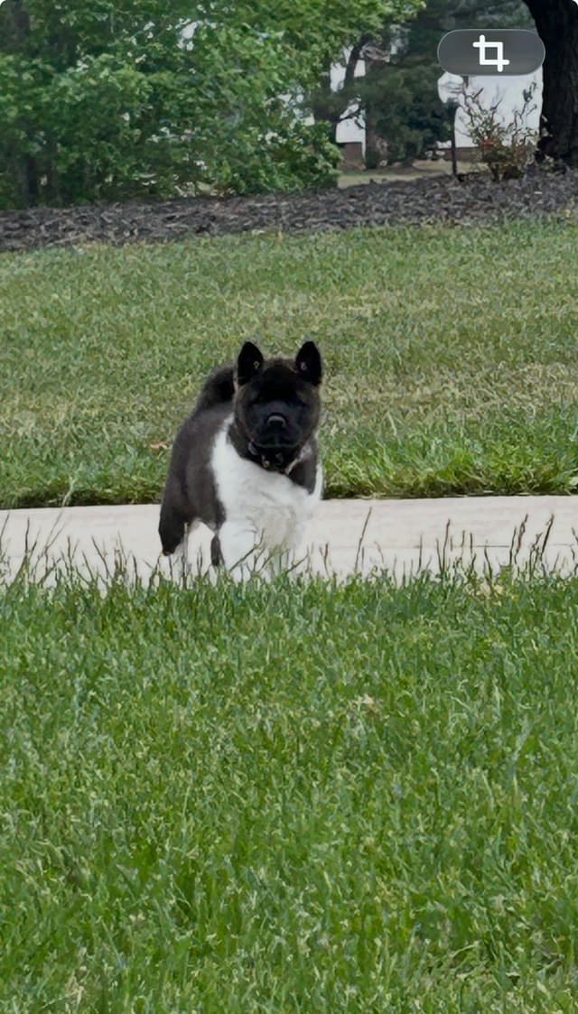 Akita Puppies media 2