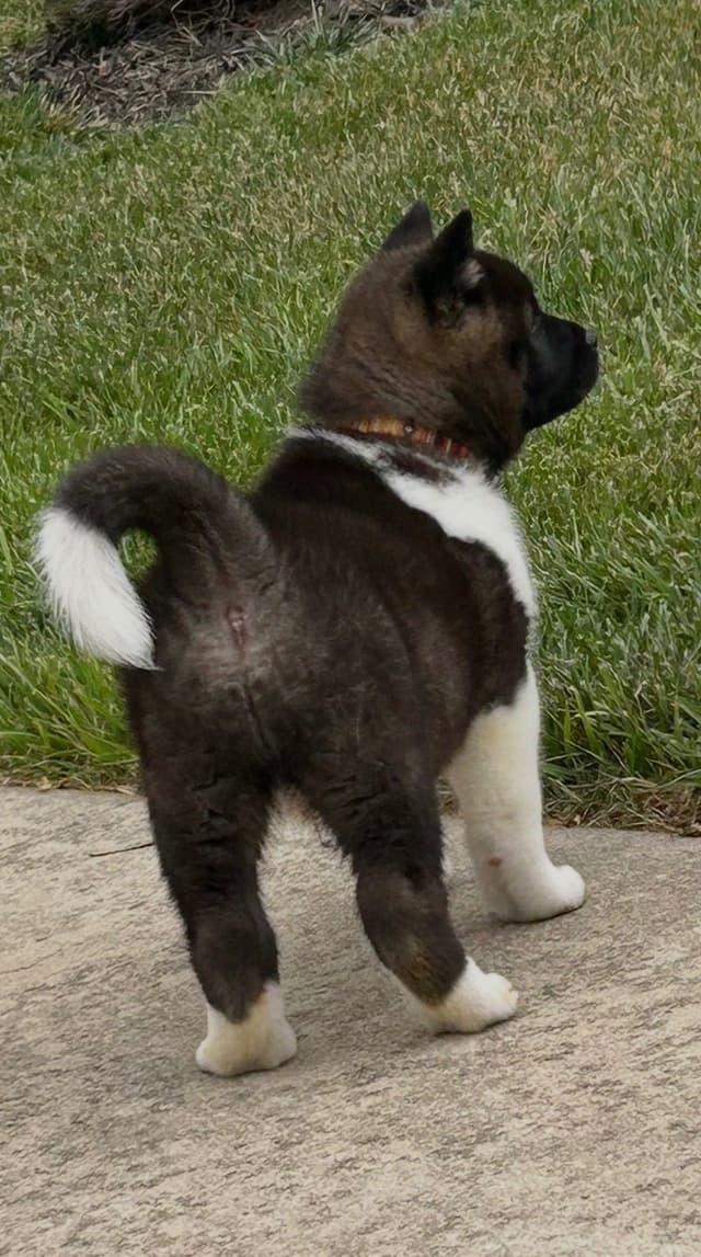 Akita Puppies media 4