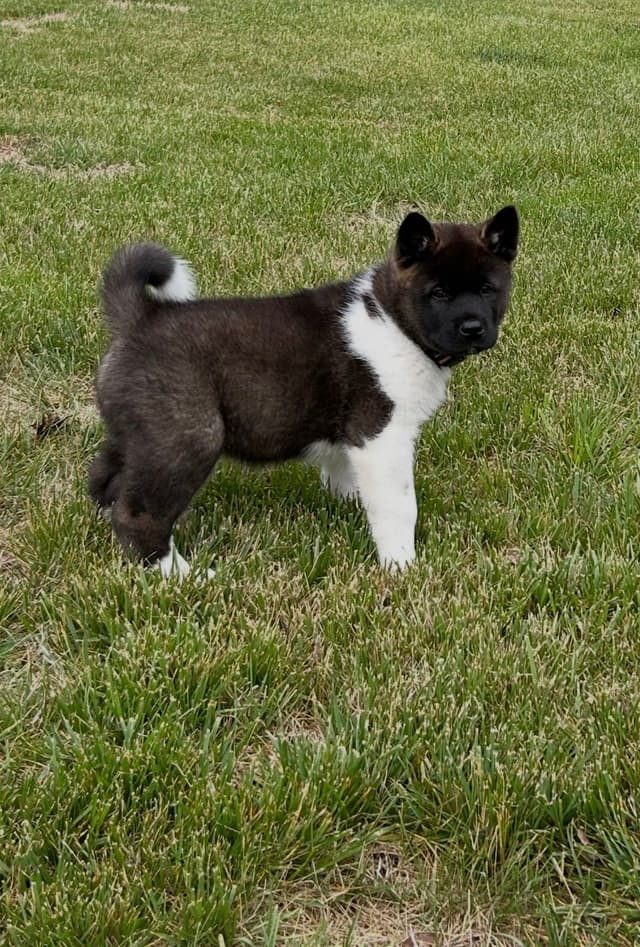 Akita Puppies media 5
