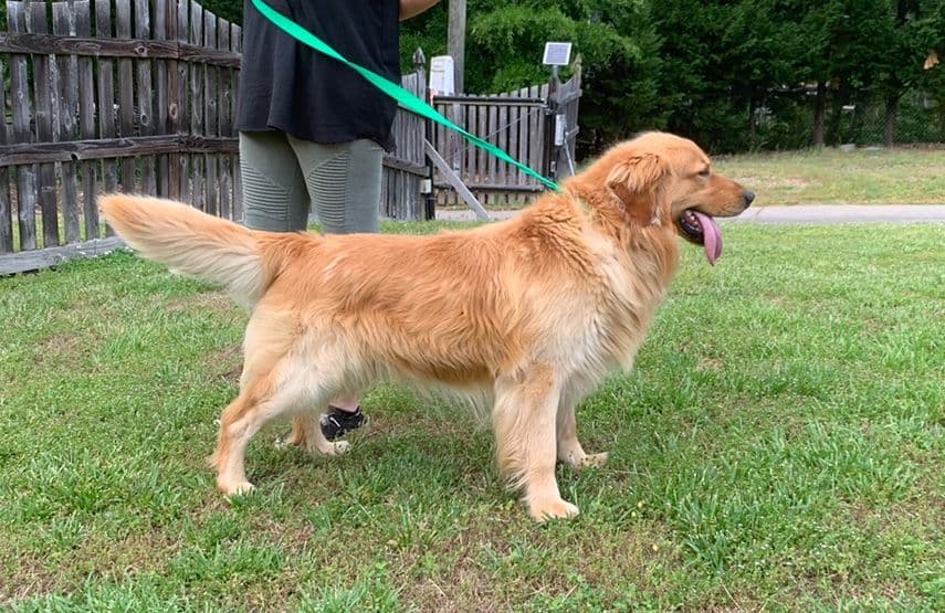 Golden Retriever Puppies breeder image 1