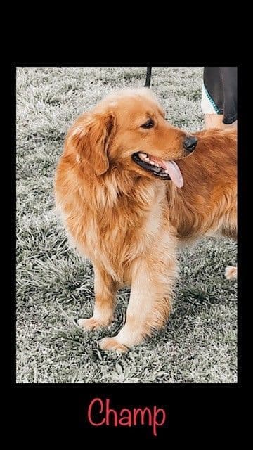 Golden Retriever Puppies breeder image 6