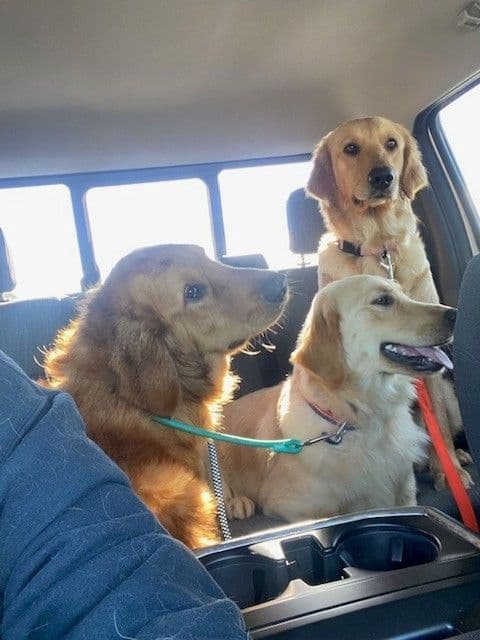 Golden Retriever Puppies breeder image 4