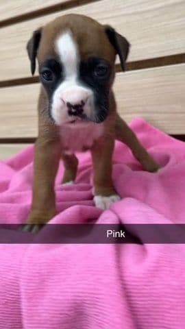 Boxer Puppies media 2