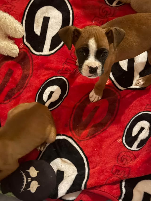 Boxer Puppies media 3
