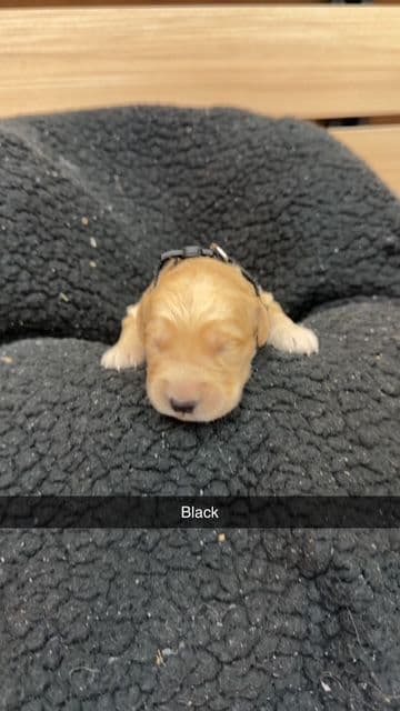 Golden Retriever Puppies media 2