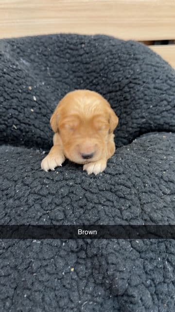 Golden Retriever Puppies media 5