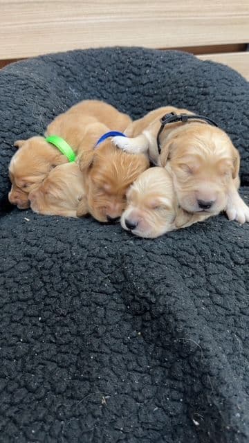 Golden Retriever Puppies media 6