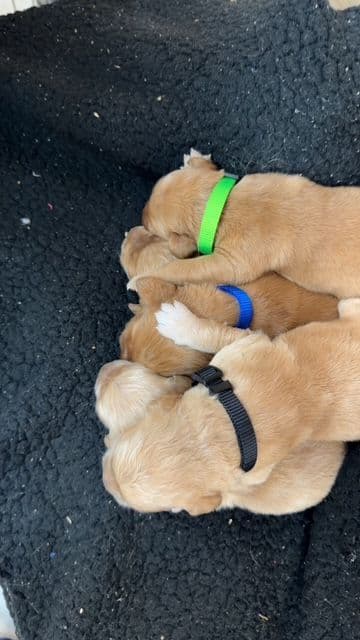 Golden Retriever Puppies media 7