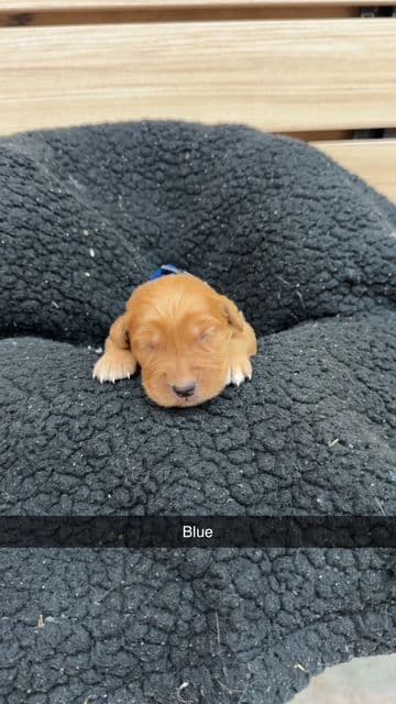 Golden Retriever Puppies media 3