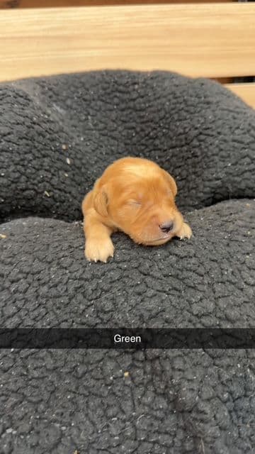 Golden Retriever Puppies media 4