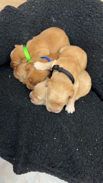 Golden Retriever Puppies media 8