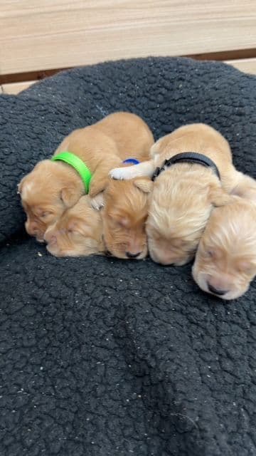Golden Retriever Puppies media 9