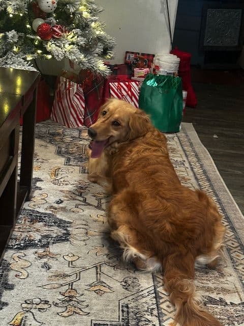 Golden Retriever Puppies media 10