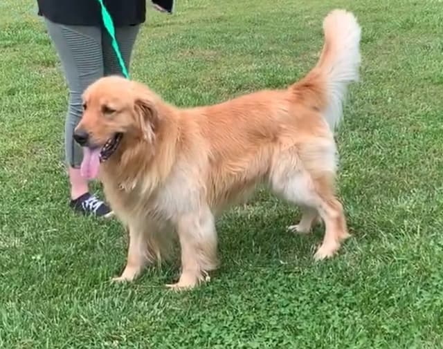 Golden Retriever Puppies media 11