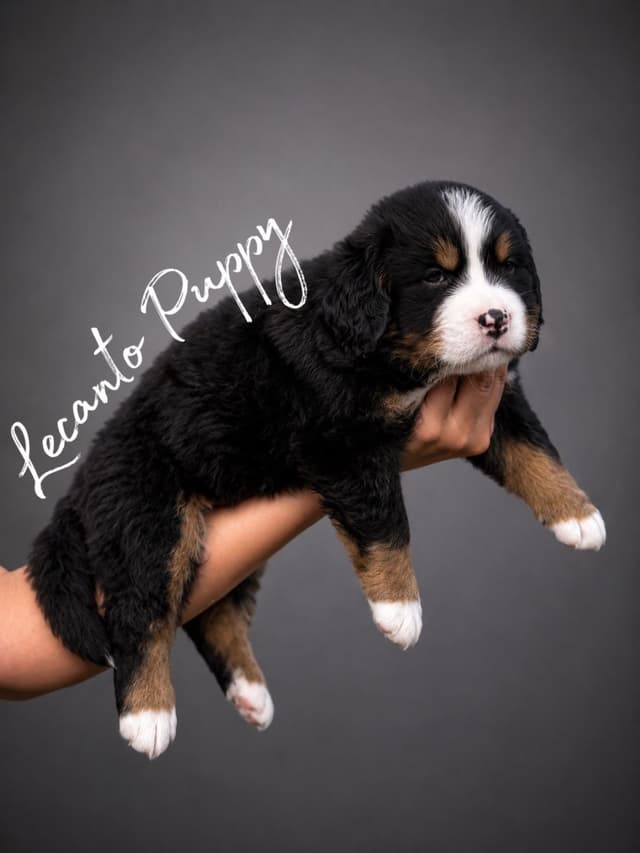Bernese Mountain Dog Puppies media 2