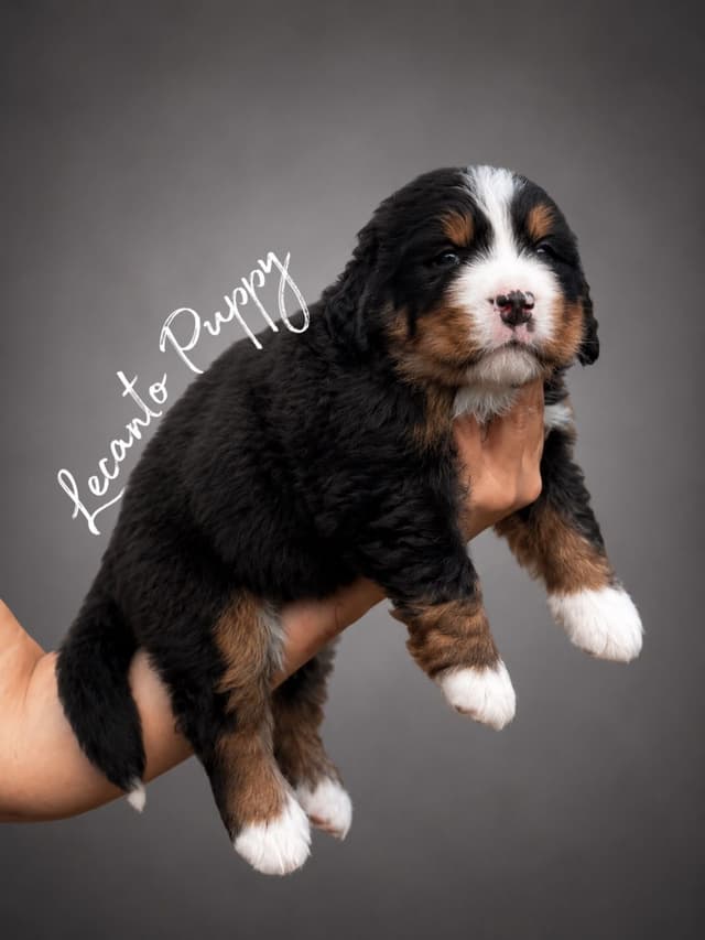 Bernese Mountain Dog Puppies media 5