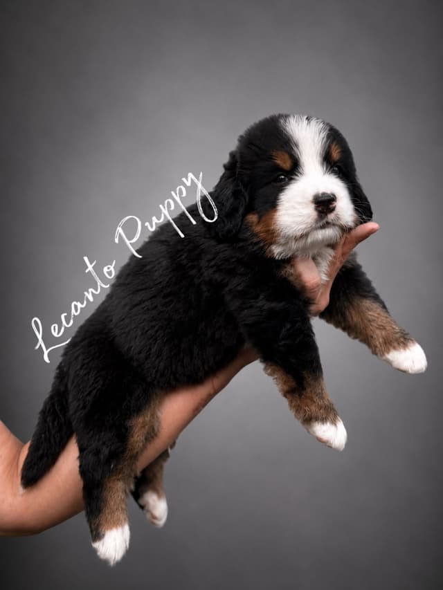 Bernese Mountain Dog Puppies media 4