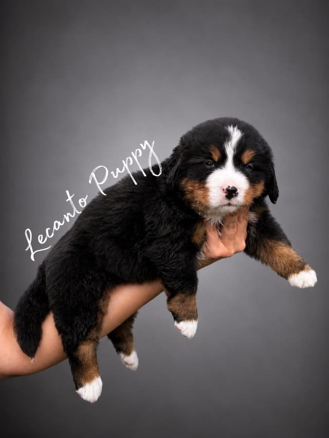 Bernese Mountain Dog Puppies media 7