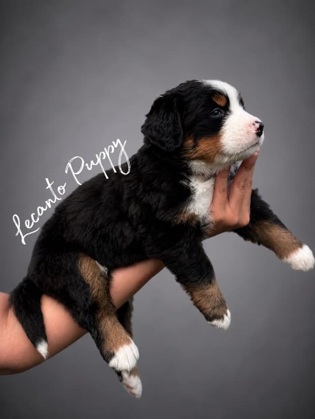 Bernese Mountain Dog Puppies media 6