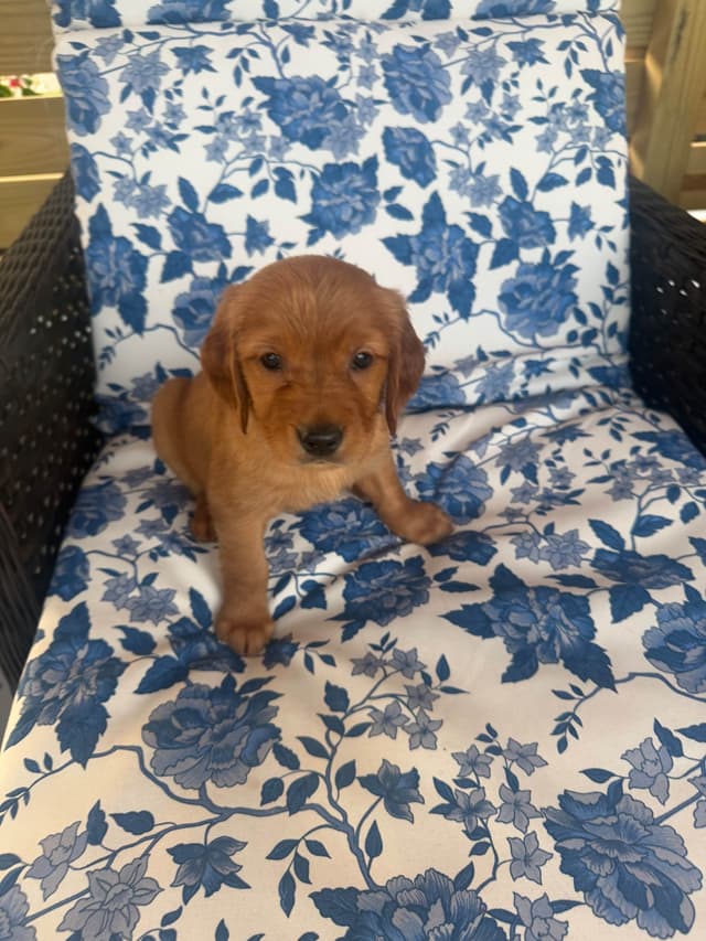 Golden Retriever Puppies media 2