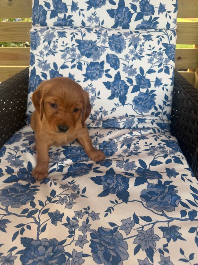 Golden Retriever Puppies media 3