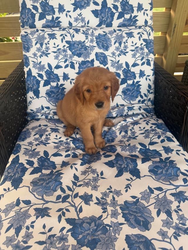Golden Retriever Puppies media 4