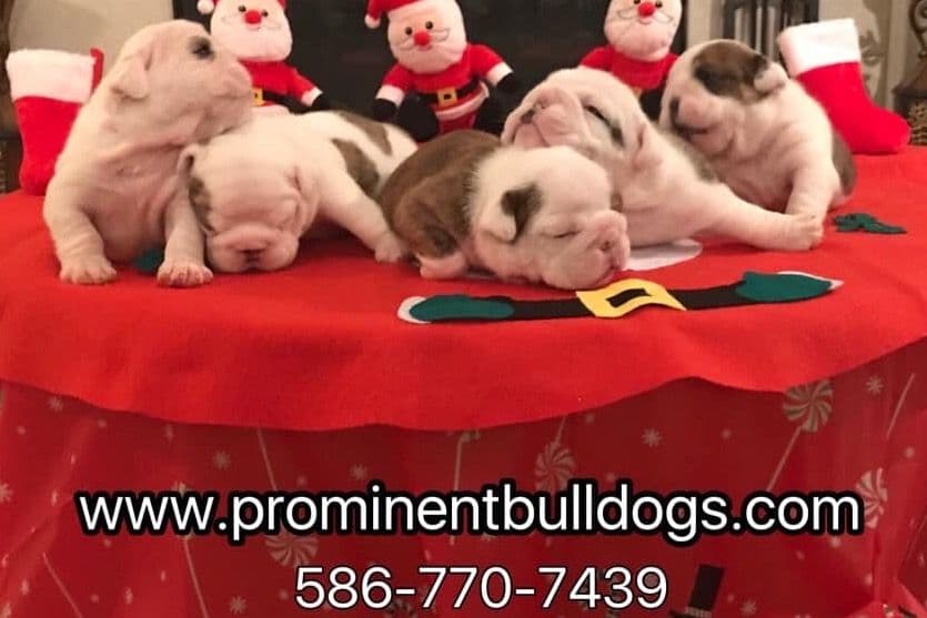 Bulldog Puppies Call 586-770-7439 breeder image 1