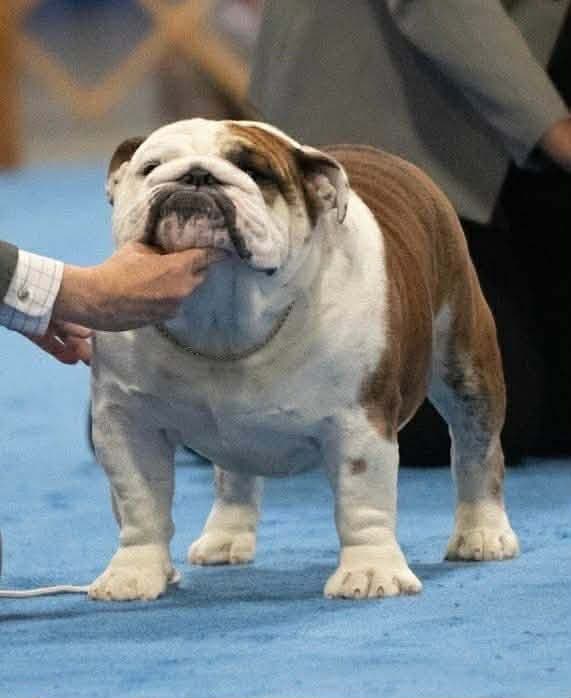 Bulldog Puppies Call 586-770-7439 media 4