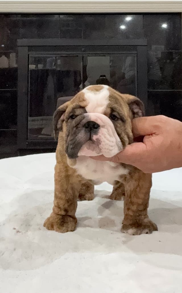 Bulldog Puppies Call 586-770-7439 media 6