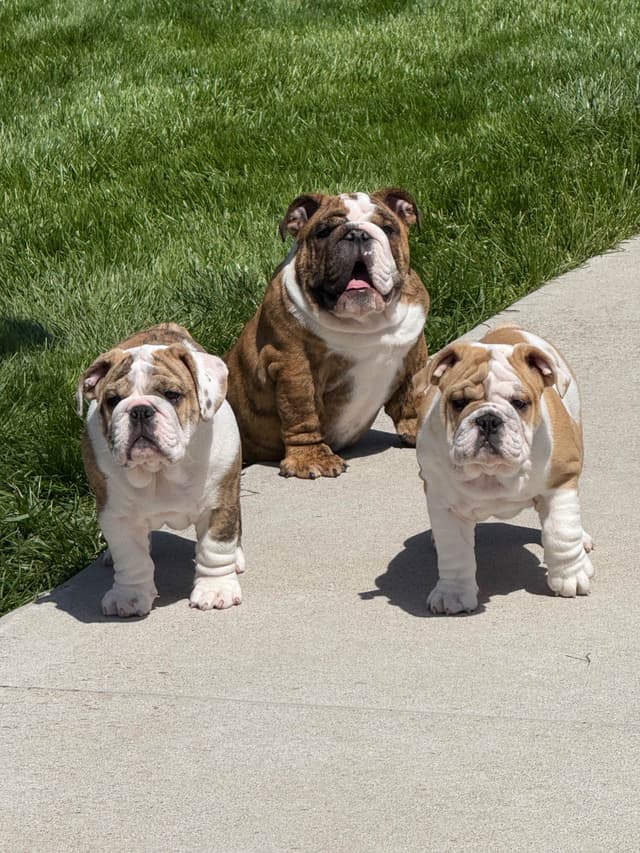 Bulldog Puppies  Please Call 586-770-7439 media 7