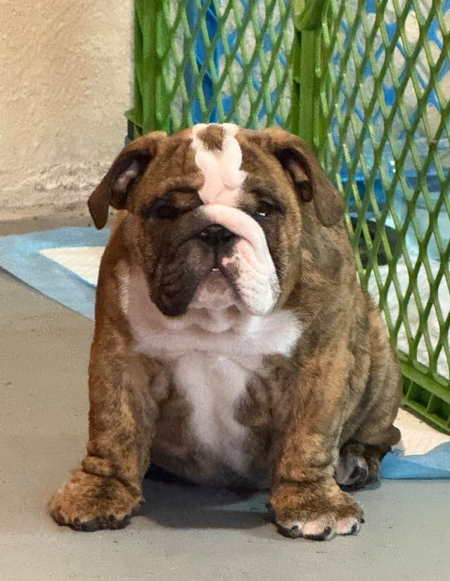 Bulldog Puppies  Please Call 586-770-7439 media 8