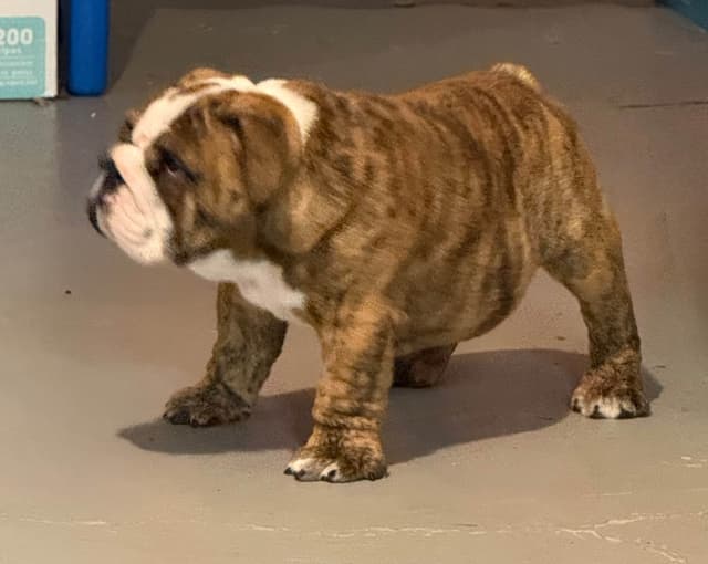 Bulldog Puppies  Please Call 586-770-7439 media 4