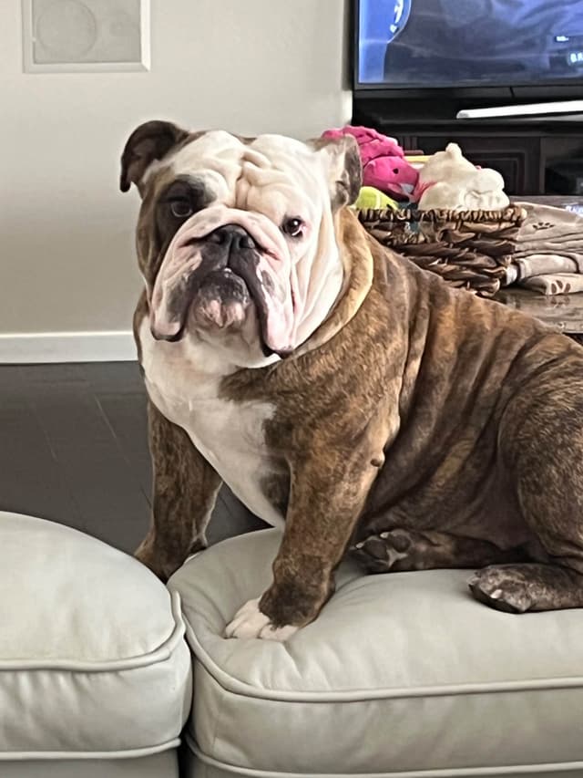 Bulldog Puppies  Please Call 586-770-7439 media 10