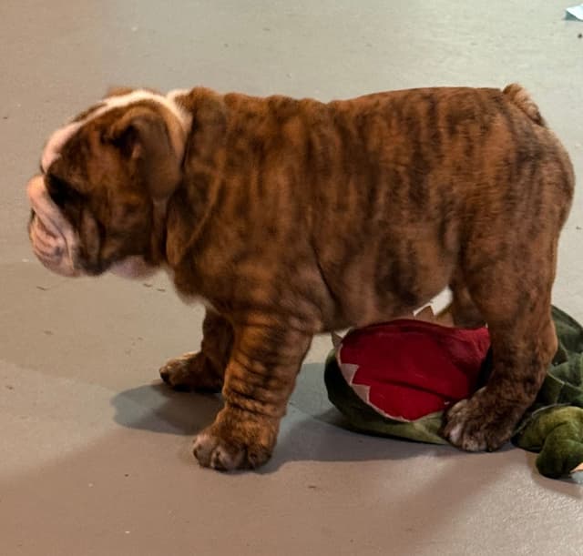 Bulldog Puppies  Please Call 586-770-7439 media 11