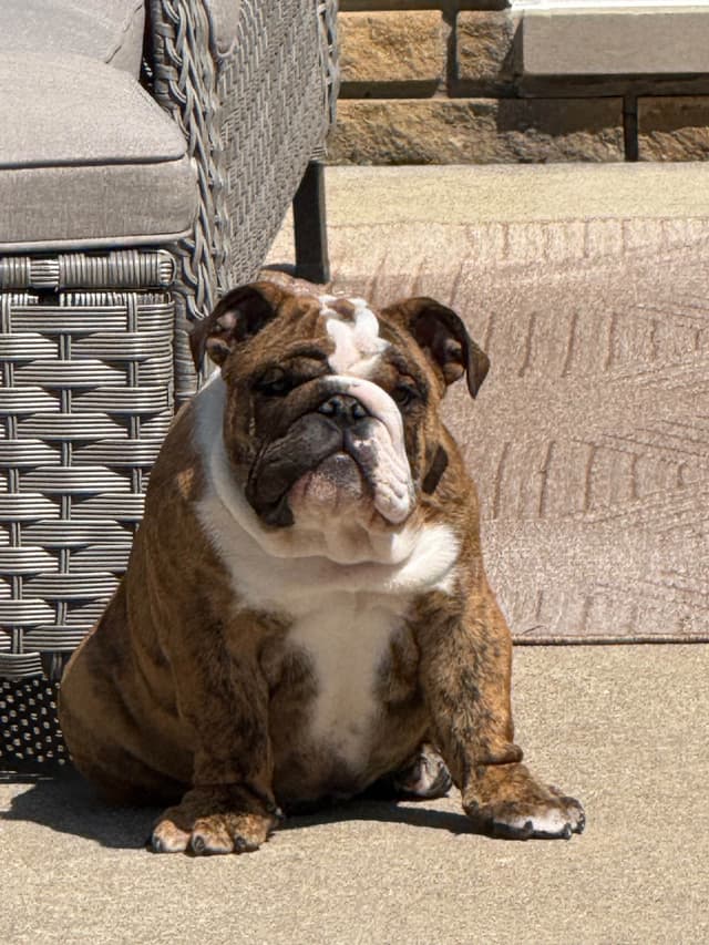 Bulldog Puppies  Please Call 586-770-7439 media 13
