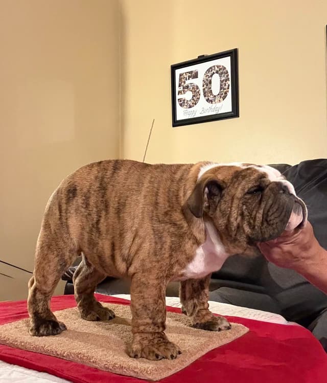 Bulldog Puppies  Please Call 586-770-7439 media 3